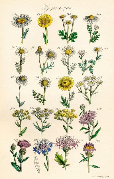 Side med farveillustrationer fra British Wild Flowers efter et værk af J. E. Sowerby og C. P. Johnson af J. E. and Johnson C. P.  Sowerby