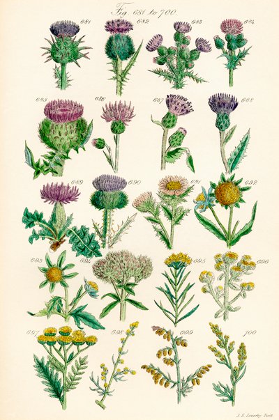 Side med farveillustrationer fra British Wild Flowers efter et værk af J. E. Sowerby og C. P. Johnson af J. E. and Johnson C. P.  Sowerby