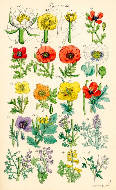 Side med farveillustrationer fra British Wild Flowers efter et værk af J. E. Sowerby og C. P. Johnson af J. E. and Johnson C. P.  Sowerby