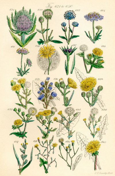 Side med farveillustrationer fra British Wild Flowers efter et værk af J. E. Sowerby og C. P. Johnson af J. E. and Johnson C. P.  Sowerby