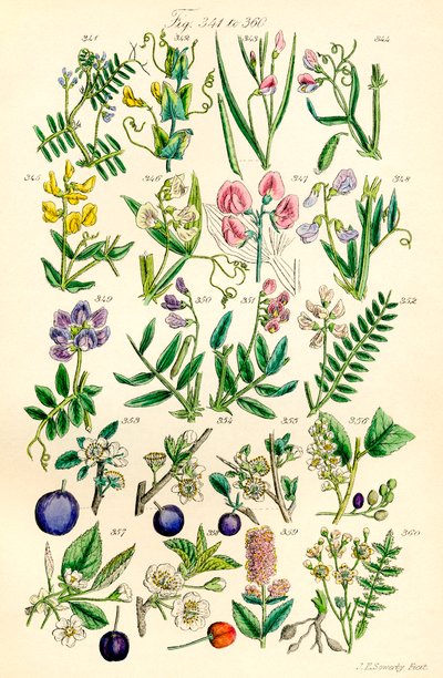 Side med farveillustrationer fra British Wild Flowers efter et værk af J. E. Sowerby og C. P. Johnson af J. E. and Johnson C. P.  Sowerby