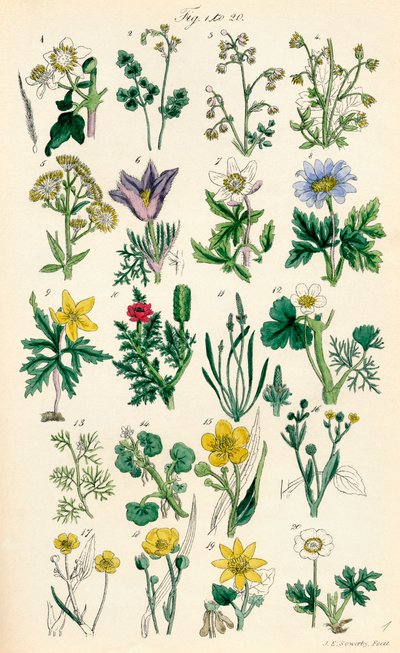 Side med farveillustrationer fra British Wild Flowers efter et værk af J. E. Sowerby og C. P. Johnson af J. E. and Johnson C. P.  Sowerby