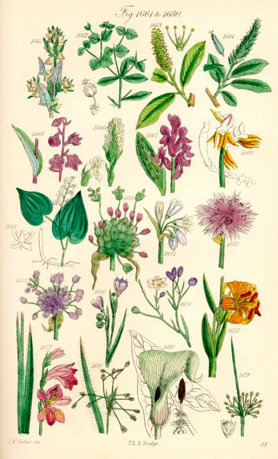 Side med farveillustrationer fra British Wild Flowers efter et værk af J. E. Sowerby og C. P. Johnson af J. E. and Johnson C. P.  Sowerby