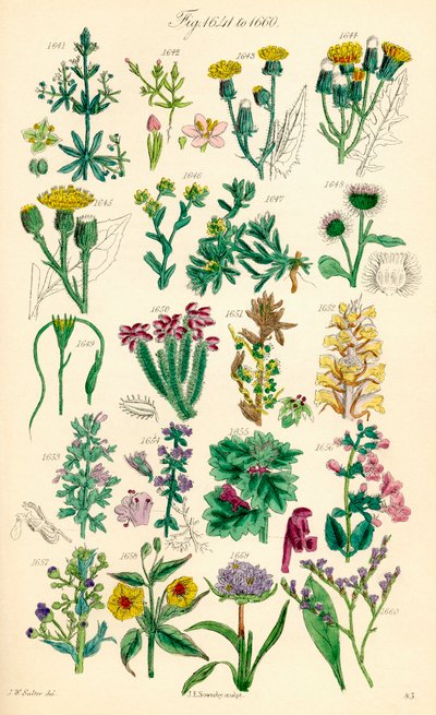 Side med farveillustrationer fra British Wild Flowers efter et værk af J. E. Sowerby og C. P. Johnson af J. E. and Johnson C. P.  Sowerby