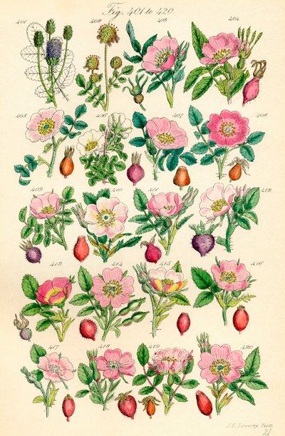 Side med farveillustrationer fra British Wild Flowers efter et værk af J. E. Sowerby og C. P. Johnson af J. E. and Johnson C. P.  Sowerby