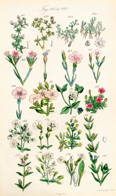 Side med farveillustrationer fra British Wild Flowers efter et værk af J. E. Sowerby og C. P. Johnson af J. E. and Johnson C. P.  Sowerby
