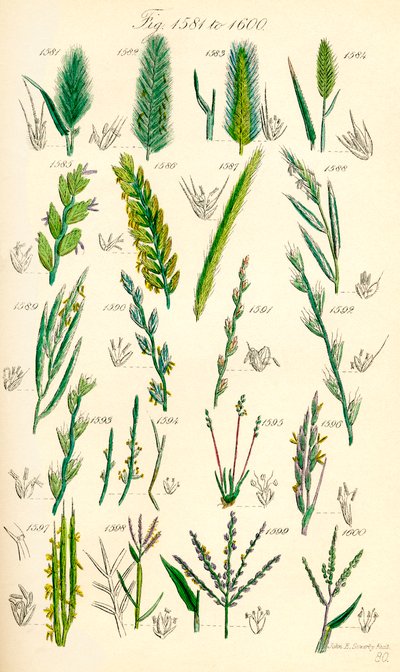 Side med farveillustrationer fra British Wild Flowers efter et værk af J. E. Sowerby og C. P. Johnson af J. E. and Johnson C. P.  Sowerby