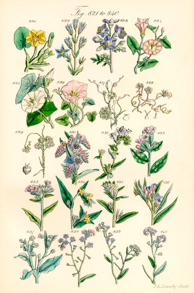 Side med farveillustrationer fra British Wild Flowers efter et værk af J. E. Sowerby og C. P. Johnson af J. E. and Johnson C. P.  Sowerby