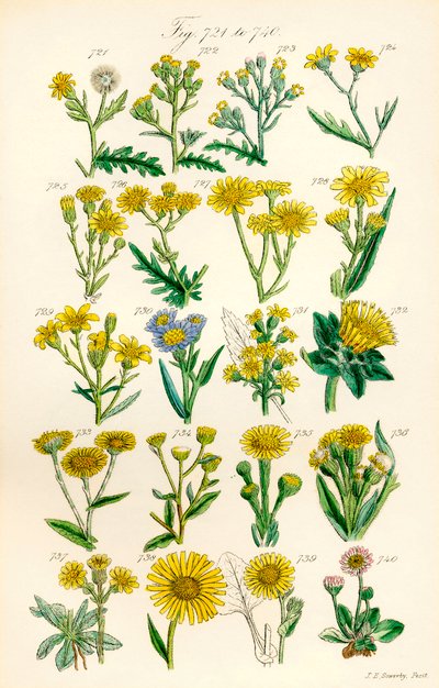 Side med farveillustrationer fra British Wild Flowers efter et værk af J. E. Sowerby og C. P. Johnson af J. E. and Johnson C. P.  Sowerby