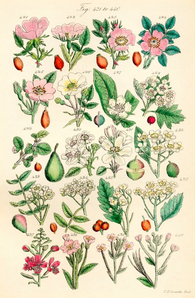Side med farveillustrationer fra British Wild Flowers efter et værk af J. E. Sowerby og C. P. Johnson af J. E. and Johnson C. P.  Sowerby