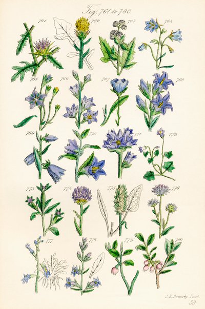 Side med farveillustrationer fra British Wild Flowers efter et værk af J. E. Sowerby og C. P. Johnson af J. E. and Johnson C. P.  Sowerby