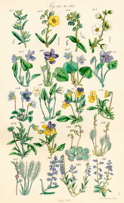 Side med farveillustrationer fra British Wild Flowers efter et værk af J. E. Sowerby og C. P. Johnson af J. E. and Johnson C. P.  Sowerby