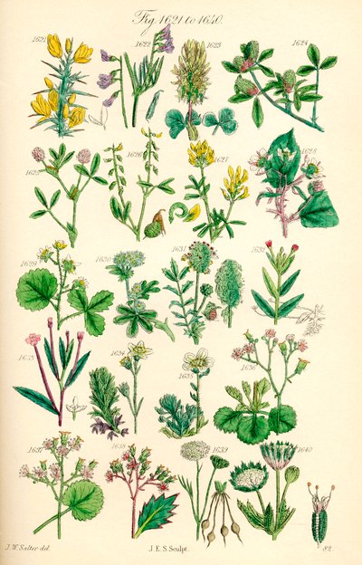 Side med farveillustrationer fra British Wild Flowers efter et værk af J. E. Sowerby og C. P. Johnson af J. E. and Johnson C. P.  Sowerby