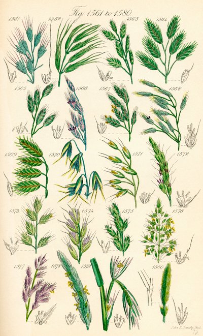 Side med farveillustrationer fra British Wild Flowers efter et værk af J. E. Sowerby og C. P. Johnson af J. E. and Johnson C. P.  Sowerby