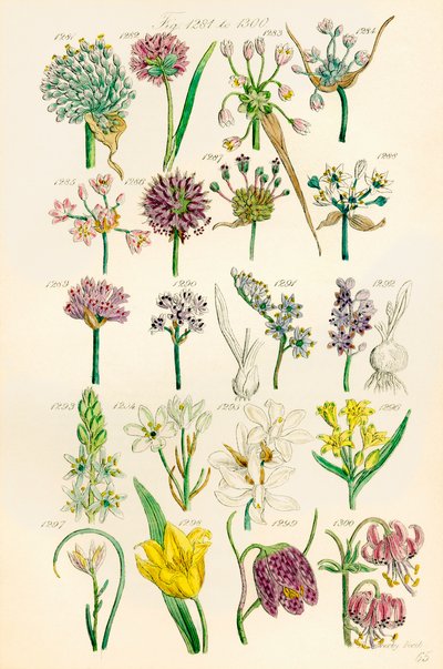 Side med farveillustrationer fra British Wild Flowers efter et værk af J. E. Sowerby og C. P. Johnson af J. E. and Johnson C. P.  Sowerby
