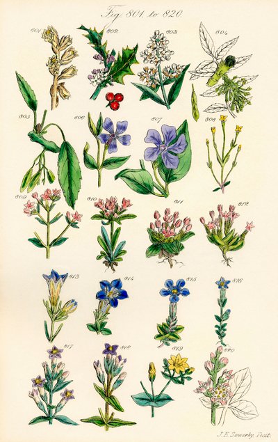 Side med farveillustrationer fra British Wild Flowers efter et værk af J. E. Sowerby og C. P. Johnson af J. E. and Johnson C. P.  Sowerby