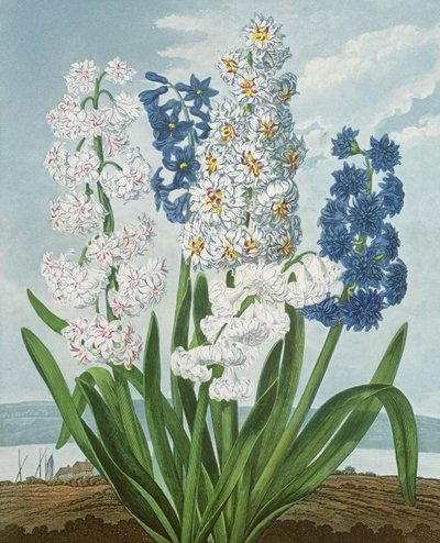 Hyacinter, graveret af Warner, fra 