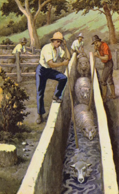 Dypning af får (farve litho) af J. Macfarlane