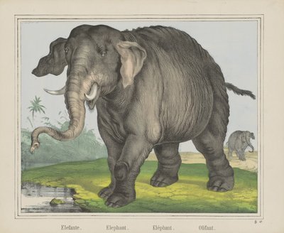 Elefant. / Elefant. / Elefant. / Olifant (titel på objekt) af J. Scotti