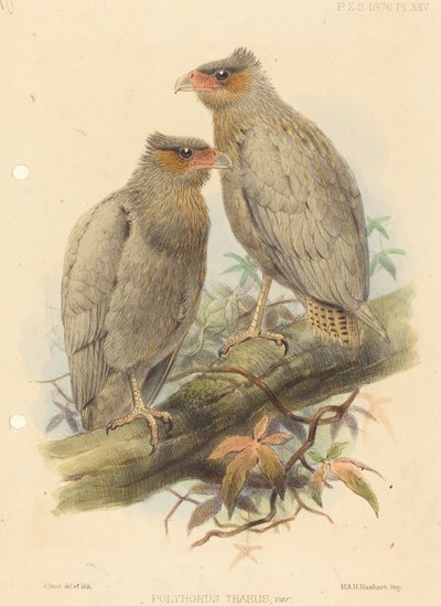 Polyborus Tharus, Var. af J. Smit