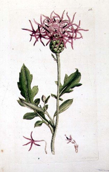 Great Knapweed, fra et bind af "English Botany" pub. 1790-1814 (håndfarvet gravering) af J. and Smith J.E. Sowerby