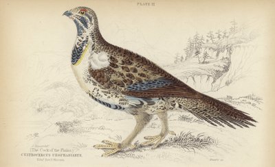 Centrocercus Urophasianus af J. Stewart
