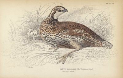 Virginian-vagtlen af J. Stewart
