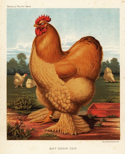 Buff cochin pik af J. W. (after) Ludlow