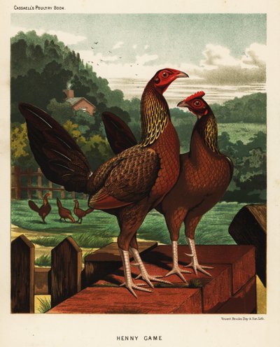 Henny eller hennie fuglevildt af J. W. (after) Ludlow