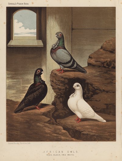 Duer: Afrikanske ugler, blå, sorte og hvide (farve litho) af J. W. (after) Ludlow