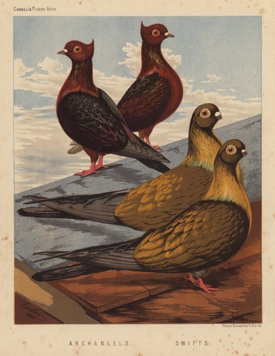 Duer: Ærkeengle; Swifts (farve litho) af J. W. (after) Ludlow