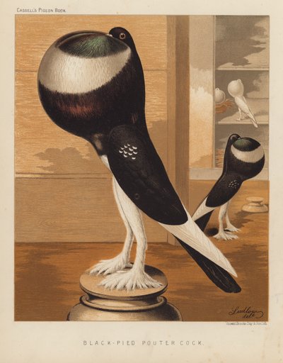 Duer: Black-Pied Pouter Hane (farve litho) af J. W. (after) Ludlow