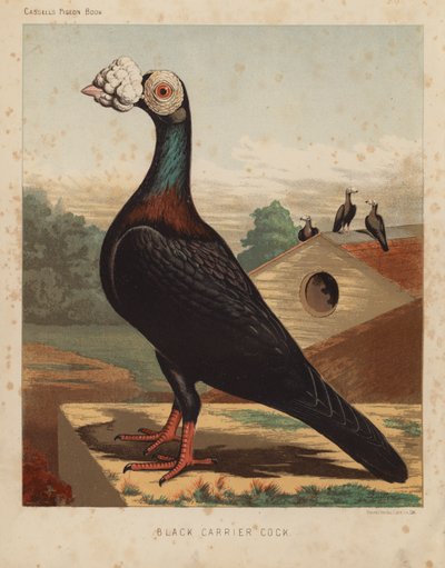 Duer: Sort bærehane (farve litho) af J. W. (after) Ludlow
