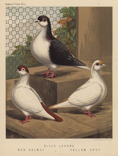 Duer: Black Lahore; Rød hjelm; Gul plet (farve litho) af J. W. (after) Ludlow