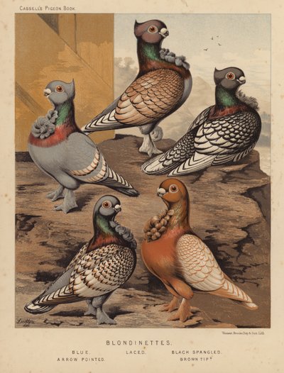 Duer: Blondinetter, Blå, Snøret, Sort Spangled, Arrow Pointed, Brown Tipped (farve litho) af J. W. (after) Ludlow