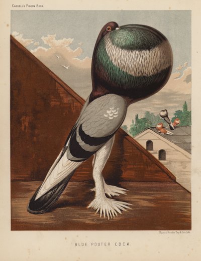 Duer: Blue Pouter Cock (farve litho) af J. W. (after) Ludlow
