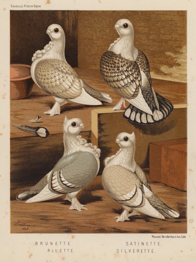 Duer: Brunette; satinette; Bluette; Silverette (farve litho) af J. W. (after) Ludlow