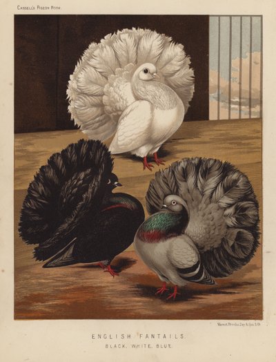 Duer: Engelske Fantails, Sort, Hvid, Blå (farve litho) af J. W. (after) Ludlow