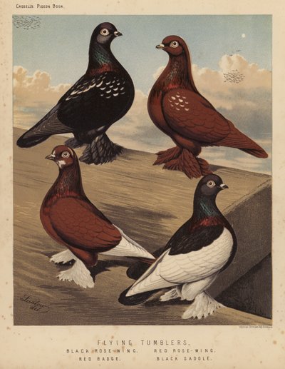 Duer: Flyvende tumblere, sort rosenvinge, rød rosenvinge, rødt emblem, sort sadel (farve litho) af J. W. (after) Ludlow