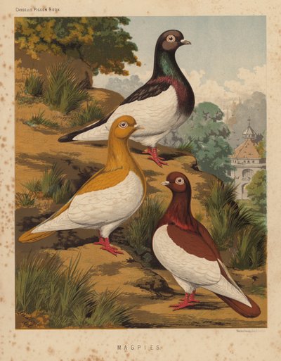 Duer: Magpies (farve litho) af J. W. (after) Ludlow