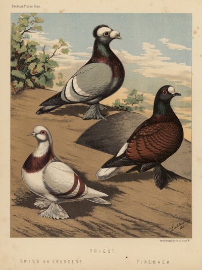 Duer: Præst; schweizisk eller halvmåne; Fire-Back (farve litho) af J. W. (after) Ludlow