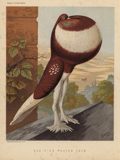 Duer: Red-Pied Pouter Hane (farve litho) af J. W. (after) Ludlow