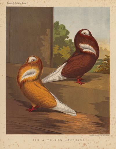Duer: Røde og gule jakobiner (farve litho) af J. W. (after) Ludlow