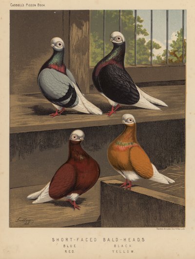 Duer: Kortansigtede skaldede hoveder, blå, sorte, røde, gule (farve litho) af J. W. (after) Ludlow