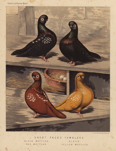 Duer: Tumbler med kort ansigt, sortbroget, sort, rødbroget, gulbroget (farve litho) af J. W. (after) Ludlow