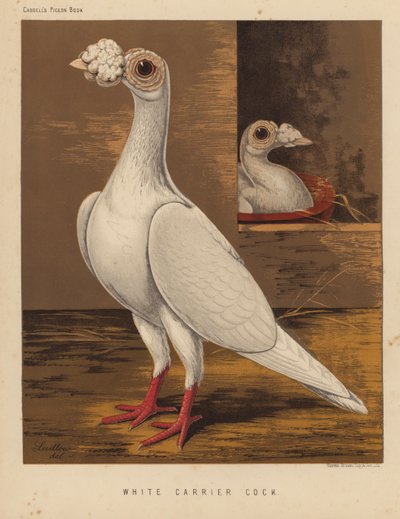 Duer: Hvid bærehane (farve litho) af J. W. (after) Ludlow