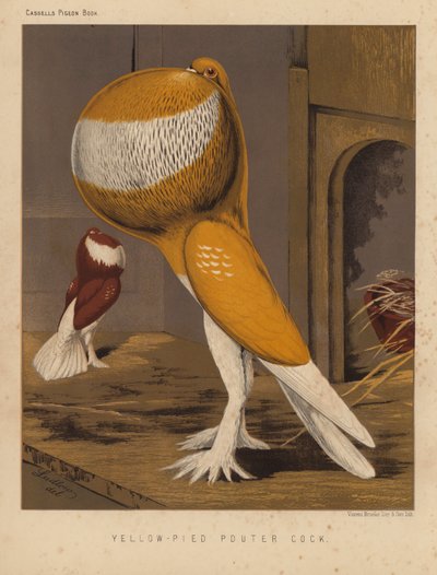 Duer: Yellow-Pied Pouter Hane (farve litho) af J. W. (after) Ludlow