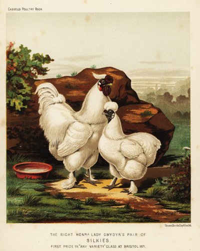 Silke eller Silkeagtig hane og høne af J. W. (after) Ludlow