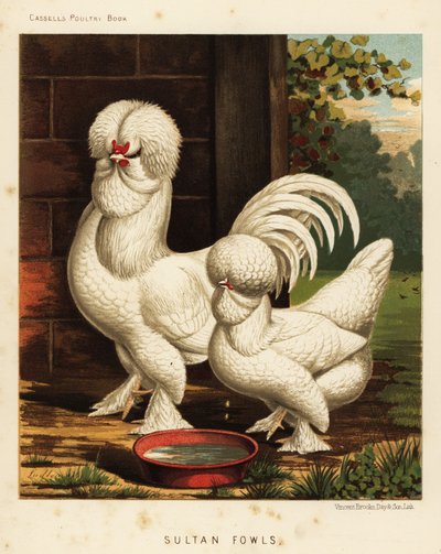 Sultanhøns, Gallus tamhane af J. W. (after) Ludlow