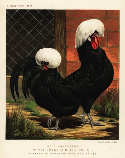 Hvidkagede sorte polske kyllinger af J. W. (after) Ludlow